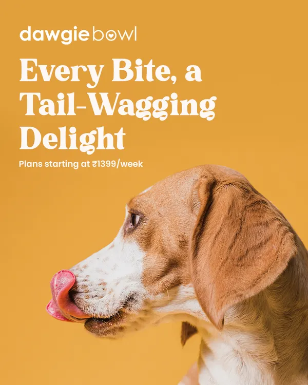 I want every meal to be a moment of pure joy for your pet. This happy beagle licking its lips captures the essence of our food: a tail-wagging delight in every single bite, thanks to fresh, high-quality ingredients.