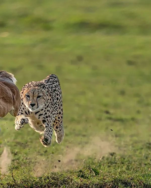 This is the moment that defines wildlife photography for me. The raw power of a cheetah in full flight, a heartbeat frozen in time. Capturing this award-winning image after years of practice was a turning point, and it’s this kind of adrenaline-fueled, story-driven moment that I help you prepare for on my expeditions in the Maasai Mara.