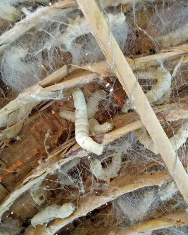These are live silkworms, a key part of sericulture in a village we passed through near Kanakapura. We stopped to learn about the entire process of how silk is made.