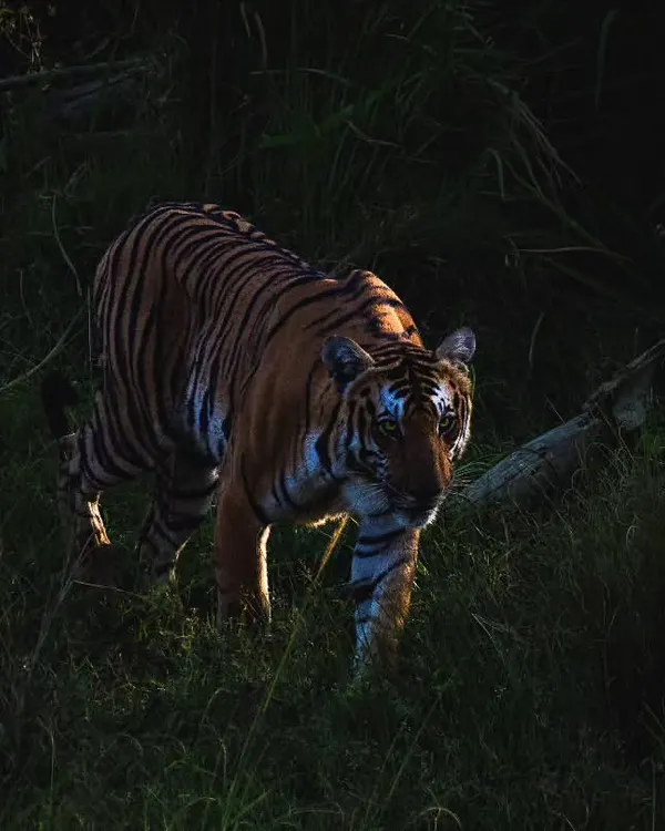 A guest captured this breathtaking shot of a tigress emerging from the shadows in Nagarhole. This is the raw, untamed beauty I want you to experience on a jungle safari.