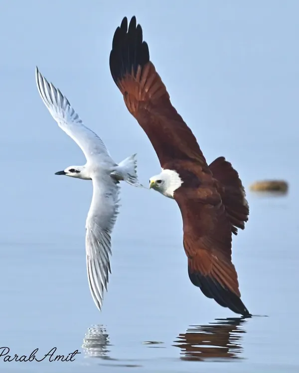 A breathtaking aerial duel between a Brahminy Kite and a Little Tern. This shot captures the speed and agility of both birds as they navigate the open sky, a timeless story of hunter and hunted.