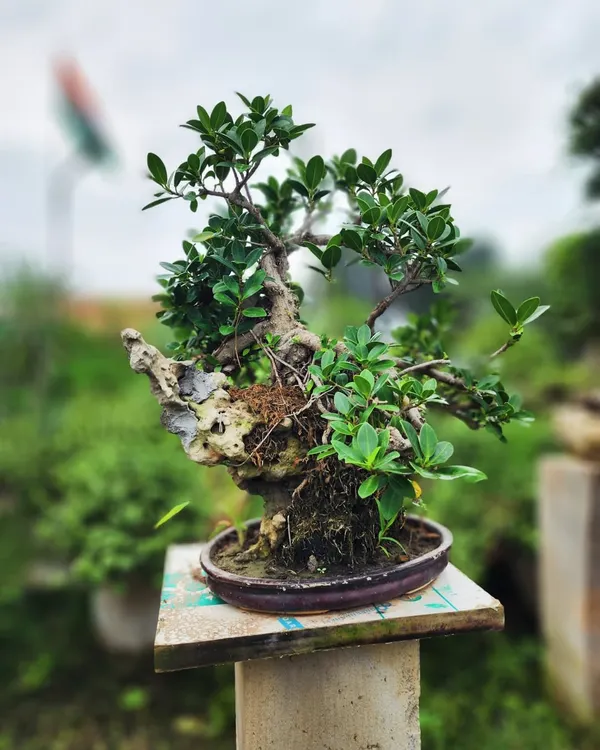 This beautiful bonsai features a gnarled, aged trunk set against a natural rock formation, creating a miniature landscape in a pot.