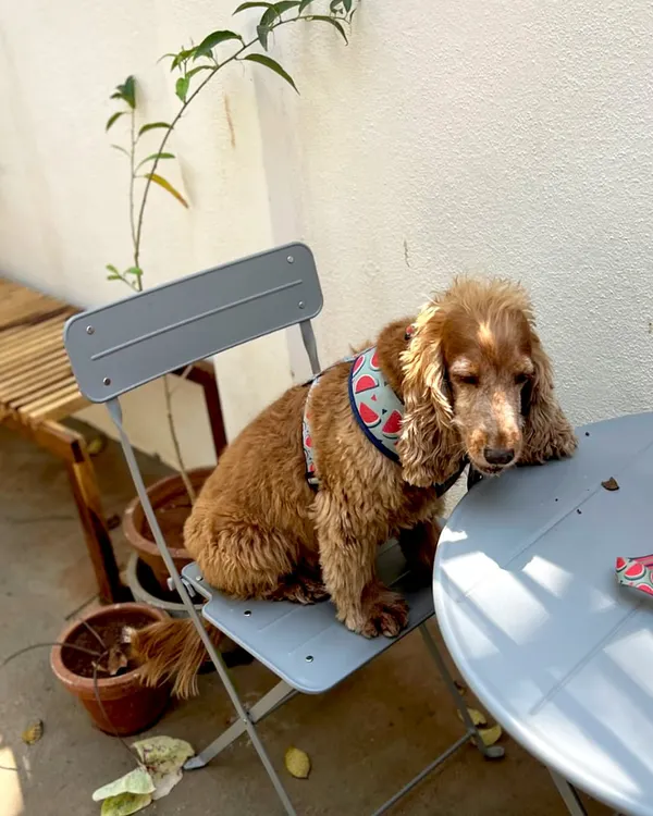 Say hello to one of our favorite furry visitors. We love being a pet-friendly cafe and welcoming your four-legged family members.