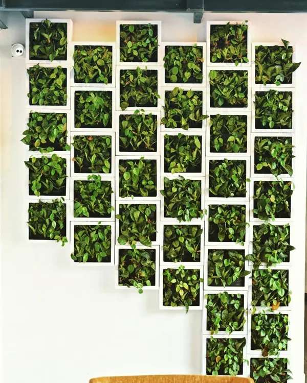 This geometric installation at The Fixx pub features a pattern of white frames, each holding a small plant. It turns a simple wall into a piece of living, modular art, showcasing how plantscaping can be both creative and structured.
