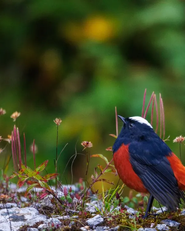 A male White-capped Redstart poses amongst wildflowers in East Sikkim. The contrast of its bright plumage against the soft greens and purples of the Himalayan flora makes for a perfect shot.