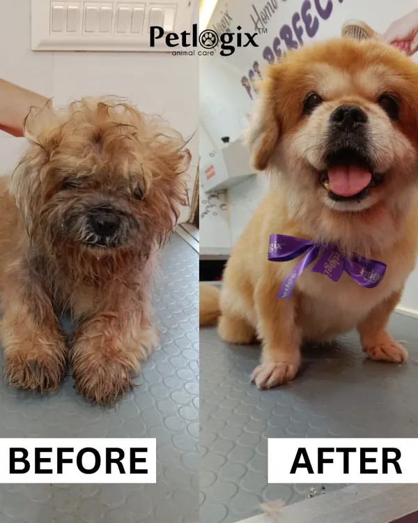 From a tired, matted coat to a happy, fluffy friend. This is the kind of transformation we deliver right to your doorstep, combining a stylish haircut with gentle care to bring out your pet's joyful personality.
