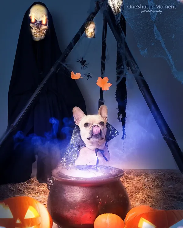 I absolutely love bringing spooky and magical ideas to life! For this Halloween-themed pet portrait, we created a full warlock's den complete with a smoking cauldron, glowing skull, and cobwebs. Frisky the Frenchie was the perfect model, looking every bit the part as he brewed his secret potion.
