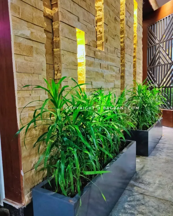 Long, minimalist trough planters filled with Dracaena plants, creating a sophisticated green barrier in a modern home.