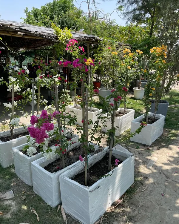 Meet our bestseller: the FRP (Fibre Reinforced Polymer) Planter Box. Lightweight, weather-resistant, and fully customizable in size and color, they are perfect for creating neat and stylish gardens on balconies, terraces, and even indoors.