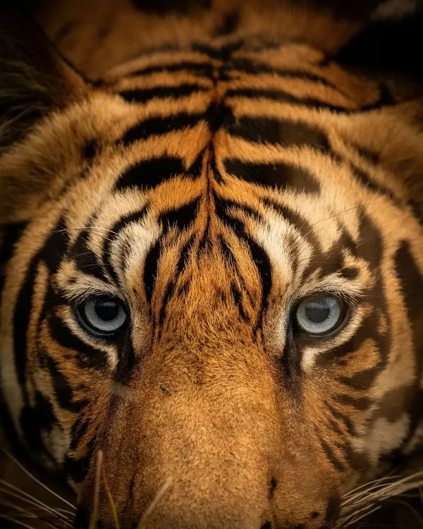 This is the kind of moment that makes all the patience worthwhile. I captured this extreme close-up of a tiger in Tadoba, focusing on its mesmerizing blue eyes which are a rare trait. For me, this isn't just a portrait; it's a window into the wild, untamed spirit of the jungle's top predator.