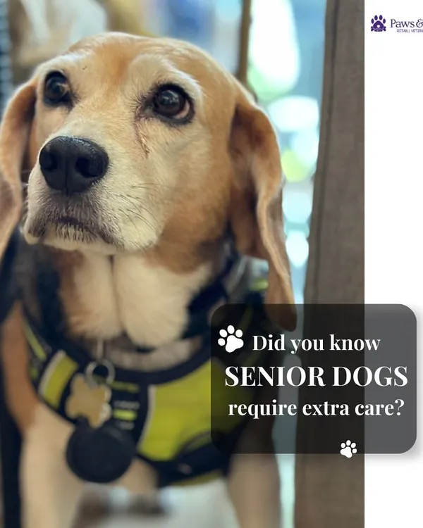 Did you know senior dogs require extra care? This thoughtful portrait of an older beagle reminds us that our aging companions need special attention. We are here to guide you through their golden years with expertise and compassion.