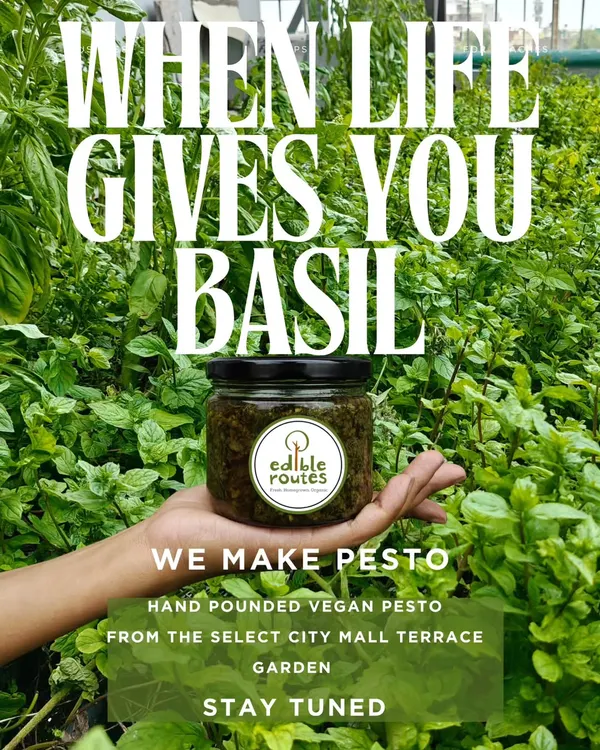 When my farm gives me an abundance of fresh basil, I make this hand-pounded vegan pesto. It’s a simple, flavourful paste made with ingredients grown right on our terrace garden at Select Citywalk.