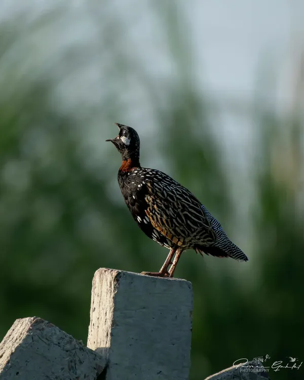 The Black Francolin, or 'Kala Teetar', the state bird of Haryana, calling from its perch on a concrete post.