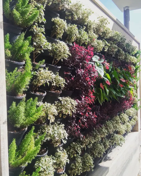 This vertical garden, installed at an entrance in Electronic City, uses a mix of asparagus ferns and other plants to create a lush, welcoming feature.