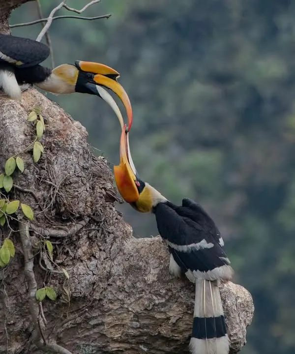 A moment of unconditional love between two Great Hornbills. Capturing this tender interaction, which won an appreciation at the Sony All India Corporate Photography Contest, required immense patience and a bit of luck.