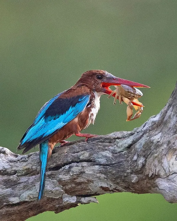 A White-throated Kingfisher with a crab, a challenging prey item. The bird will typically beat the crab against a branch to disable it before swallowing.