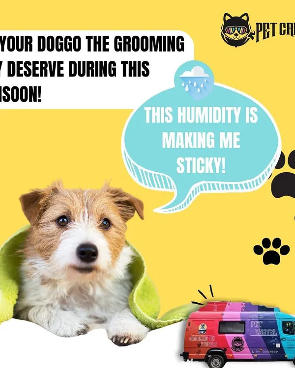 Monsoon humidity can be tough on your dog's coat. Our mobile grooming service is the perfect solution to keep your doggo clean, dry, and comfortable during the rainy season.