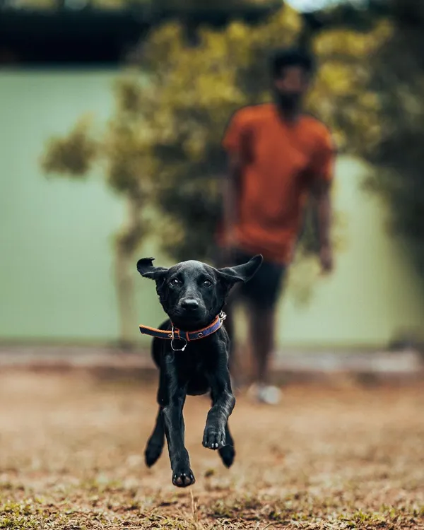 Bhairavi the Lab pup is pure energy. Play is a huge part of my training philosophy, helping puppies learn coordination and burn off that boundless energy in a positive way.