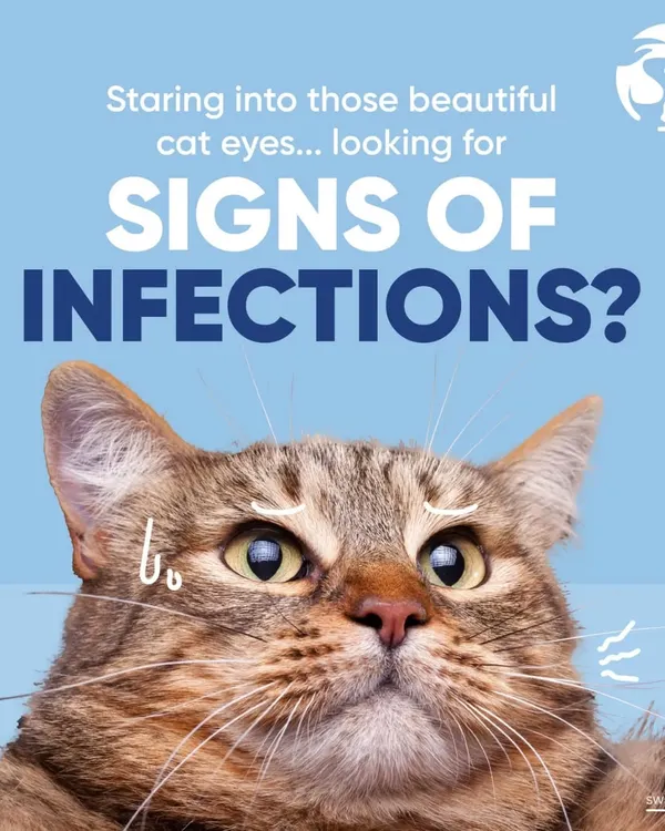 Are you looking for signs of eye infections in your cat? It is important to be vigilant. If you notice anything unusual, it is always best to get a professional opinion to rule out any serious feline eye conditions.