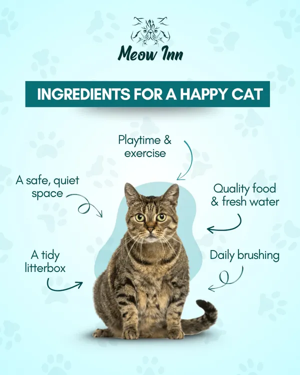 This graphic breaks down the essential ingredients for a happy cat: a safe space, playtime, quality food, and good hygiene. I provide all of these and more.