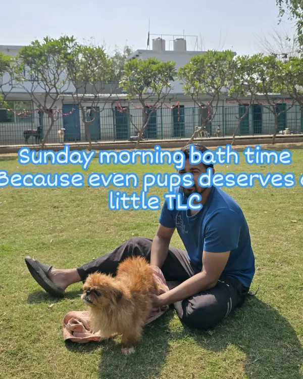 A Sunday morning bath and gentle grooming session for this little Pekingese on our lawn. I provide specialized care for small breeds to make them feel secure.