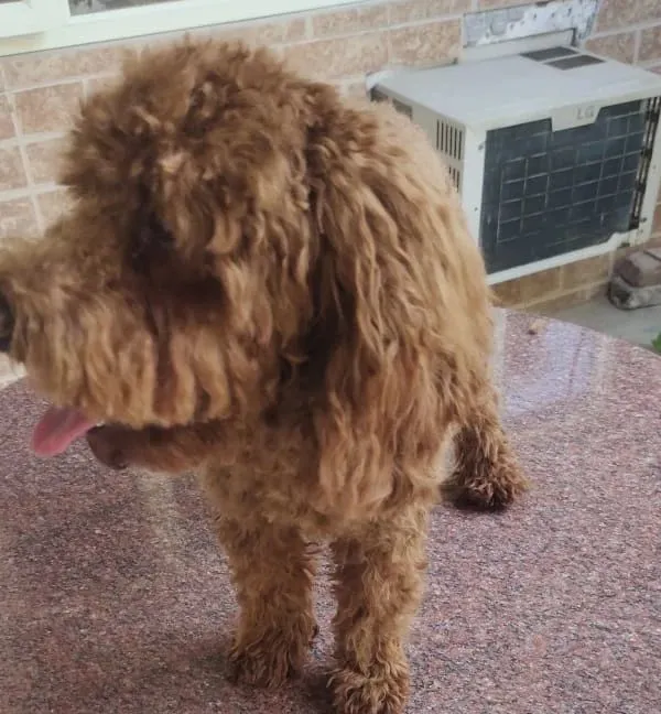 Before: This Poodle's coat was long, shaggy, and ready for a transformation.
