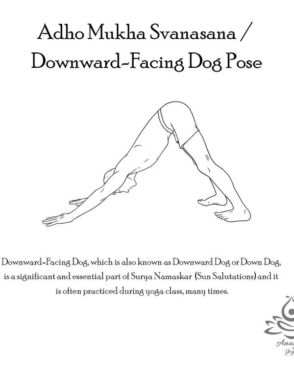Adho Mukha Svanasana (Downward-Facing Dog) is an essential pose that energizes the body, stretches the shoulders and hamstrings, and builds strength in the arms and legs.