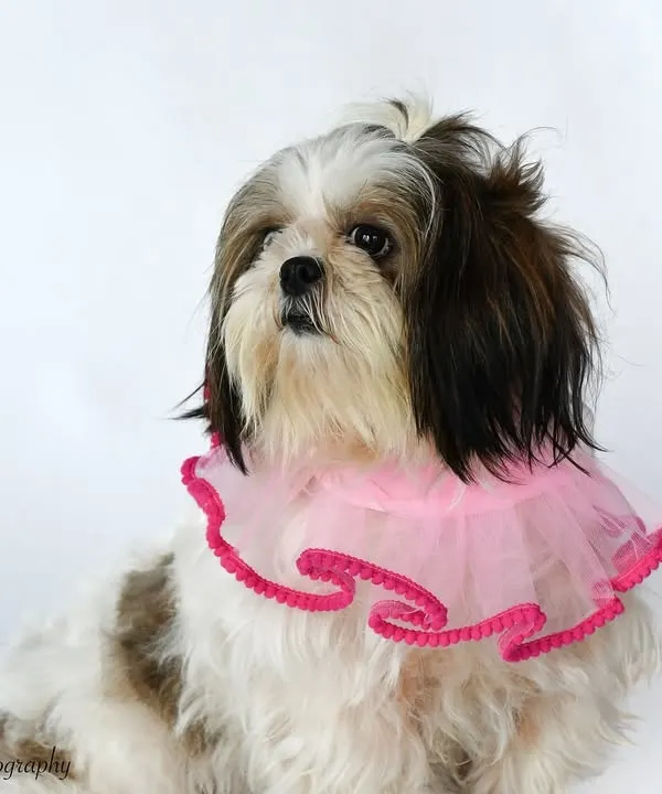 In her showgirl era! This adorable Shih Tzu is all dressed up and ready for her close-up. This was part of a fun studio-style shoot for a pet accessories brand, showing that pets can be fashion models too.