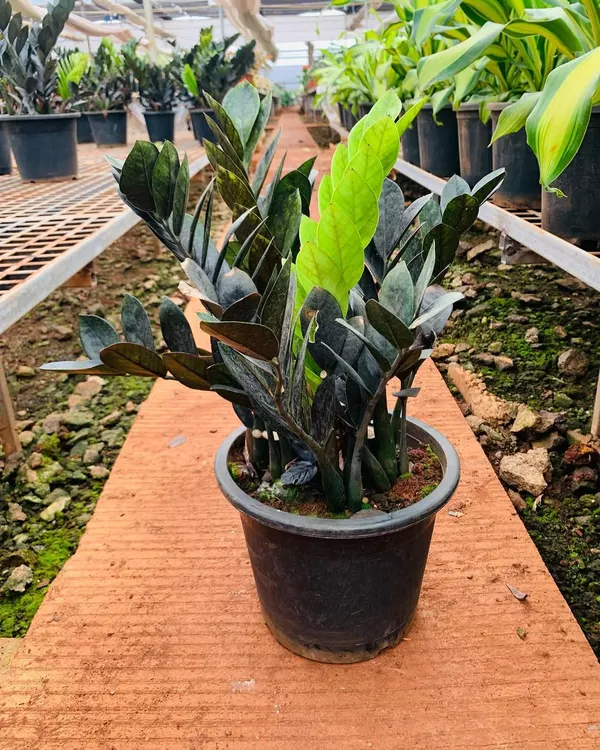 This is the Zamioculcas 'Raven', a stunning variety with new growth that emerges bright green before maturing to a rich, near-black color. It's an exceptionally low-maintenance and drought-tolerant plant, making it ideal for busy offices or forgetful plant owners.