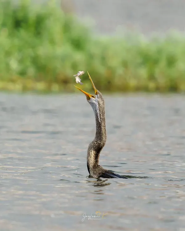 An Oriental Darter skillfully tosses its fish into the air before swallowing it. This sequence captures a unique feeding behavior, showcasing the precision and technique of this aquatic bird.