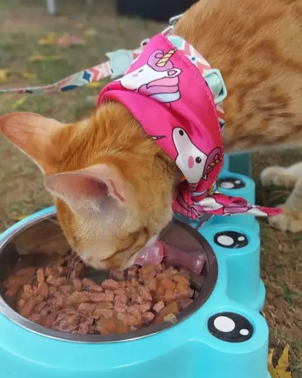 Why should dogs have all the fun? We also host celebrations for cats. This stylish ginger cat is enjoying a special meal during a birthday outing at our farm.