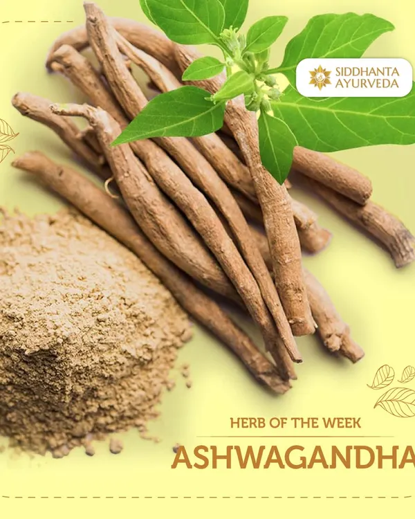 Ashwagandha is truly the 'King of Ayurvedic Herbs.' I recommend it often for its adaptogenic qualities, which help the body combat stress, boost energy, and support healthy sleep patterns, making it essential for modern life.