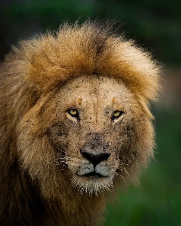 The face of an apex predator. This lion, shot in the Masai Mara, carries the stories of his life on his face. A powerful portrait is all about capturing that history.