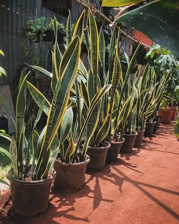 A row of tall Snake Plants, or Sansevieria, lined up at the nursery. These are some of the best air-purifying plants you can own and are incredibly easy to care for.