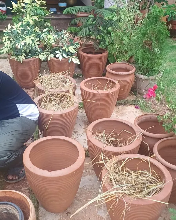 We repotted this customer's plants into new terracotta pots, giving their garden a whole new life. We take pride in being perfectionists and were thrilled to receive such a glowing review for our work.