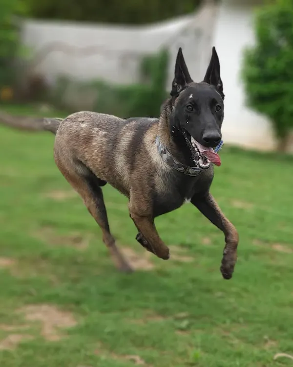 Cooper was a bit shy at first, but it didn't take long for him to warm up. Here he is, flying across the lawn and showing us his happy, playful side.