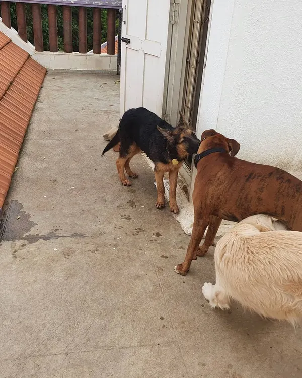 A proper greeting between a German Shepherd, a Boxer, and a Golden Retriever. Learning polite dog-to-dog communication is a key part of my socialization program.