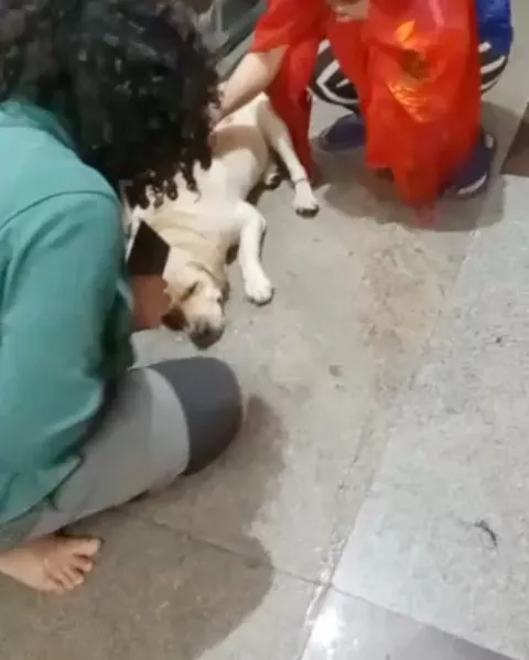 Our team comforting a lost male Labrador found near Nagarbhavi. When a dog is lost and scared, our first priority is to make them feel safe and secure while we work on finding their family.