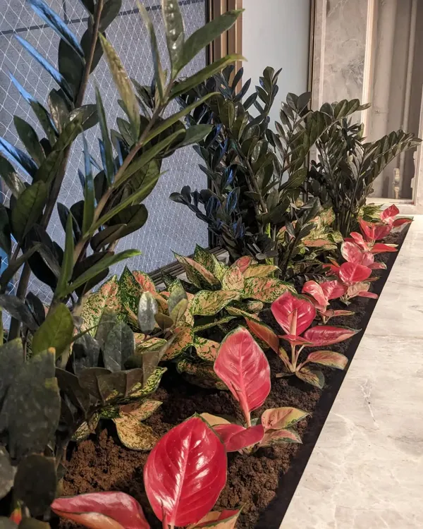 A beautiful indoor planter box filled with a vibrant mix of red Aglaonema, other Aglaonema varieties, and tall Black ZZ plants. This combination adds color and life to an indoor space.