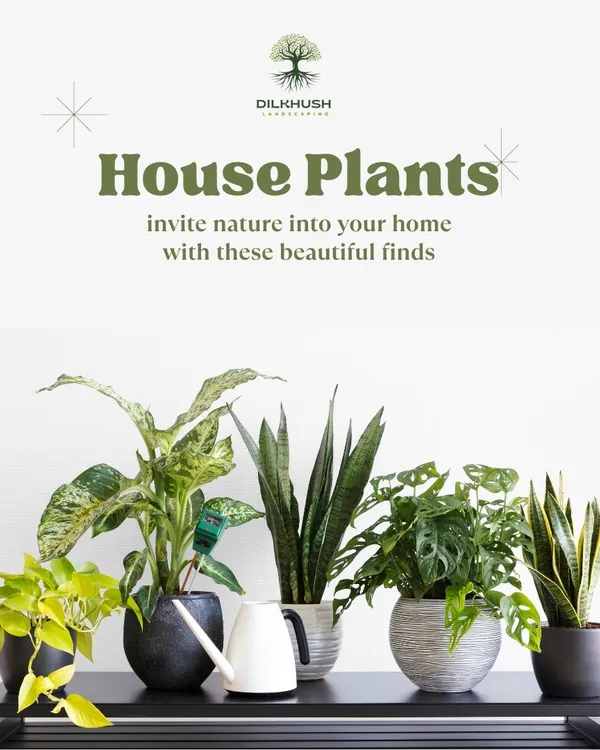 A curated collection of popular house plants we often recommend for home styling. This arrangement includes a Dieffenbachia, Snake Plants, and a Monstera, showcasing a variety of leaf shapes and sizes in complementary pots.