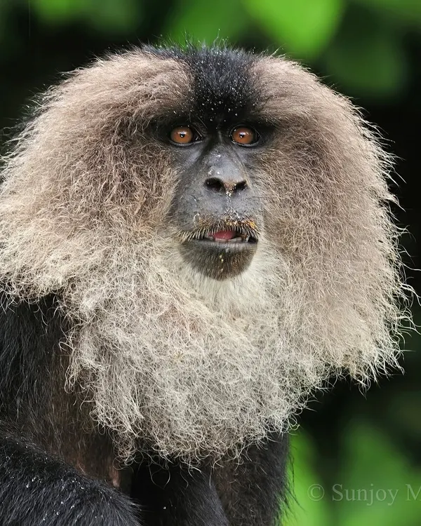 The Lion-tailed Macaque, with its iconic mane, is a primate restricted to a narrow belt of evergreen forests. This individual's expressive face, framed by a fuzzy, rain-dampened mane, seems to hold the wisdom of its fragile habitat.