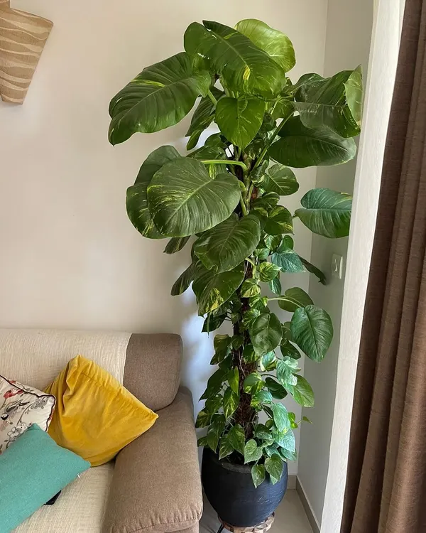 A single large plant can completely change the feel of a room. This giant money plant, trained on a moss pole, adds a dramatic touch of green and acts as a natural air purifier for this living room.