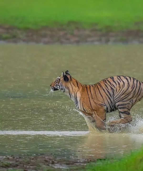 A young tiger from Choti Madhu's litter in Tadoba, exploding with energy during a monsoon downpour. This is the kind of wild, unfiltered moment we live for; it’s not just about seeing a tiger, but feeling the raw pulse of the jungle.
