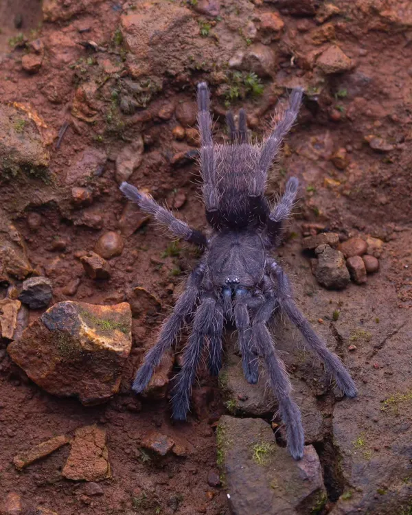 A juvenile Indian Violet Tarantula (Chilobrachys fimbriatus). While venomous, these spiders are stunning. This was my first time seeing one in its juvenile stage, a truly memorable find.