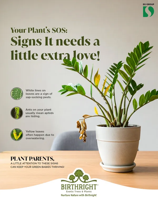 Your plant's SOS. I teach you to read the signs, from yellow leaves indicating overwatering to white lines that signal pests, so you can give your plants the extra love they need.