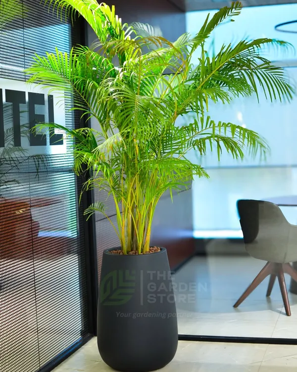 This tall, vibrant Areca Palm in a modern matte black planter is a perfect example of how we transform professional spaces, bringing in a touch of tropical elegance and cleaner air.