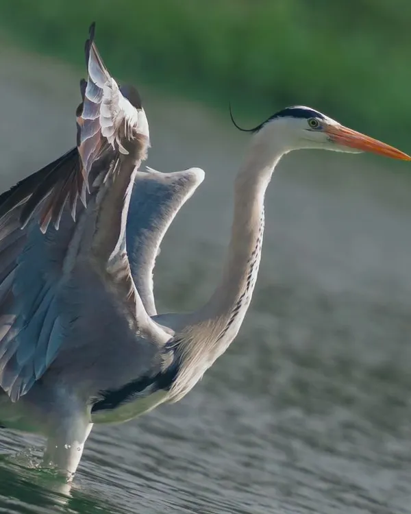A Grey Heron stands in the water, its wings slightly raised in an elegant posture. The detail in its neck plumes and focused expression are captured beautifully.