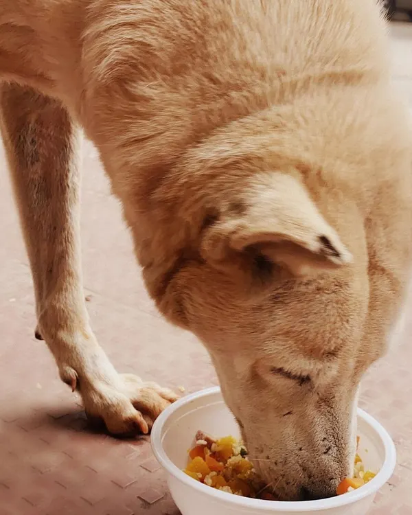 A close-up of a happy customer. Our streetie meals are simple, containing fresh rice and chicken to provide a filling and healthy option for community dogs who need a proper diet.