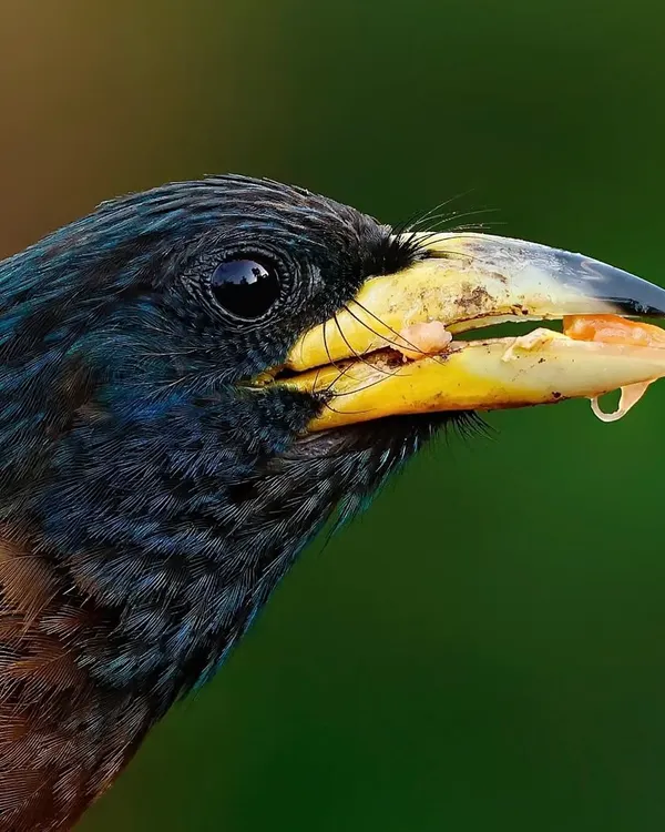 An intimate macro portrait of a Great Barbet. This shot focuses on the bird's head, revealing the subtle color gradations in its feathers, the texture of its powerful yellow beak, and the remnants of a recent meal.
