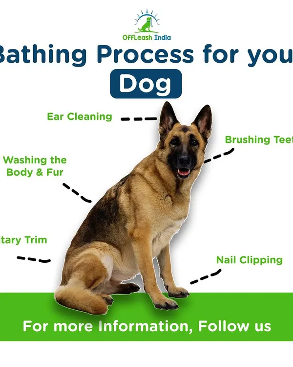 My grooming service is built on a foundation of health and discipline. This infographic breaks down the key steps I take in every session, from ear cleaning and nail clipping to a full sanitary trim, ensuring your dog is not just clean, but truly healthy.